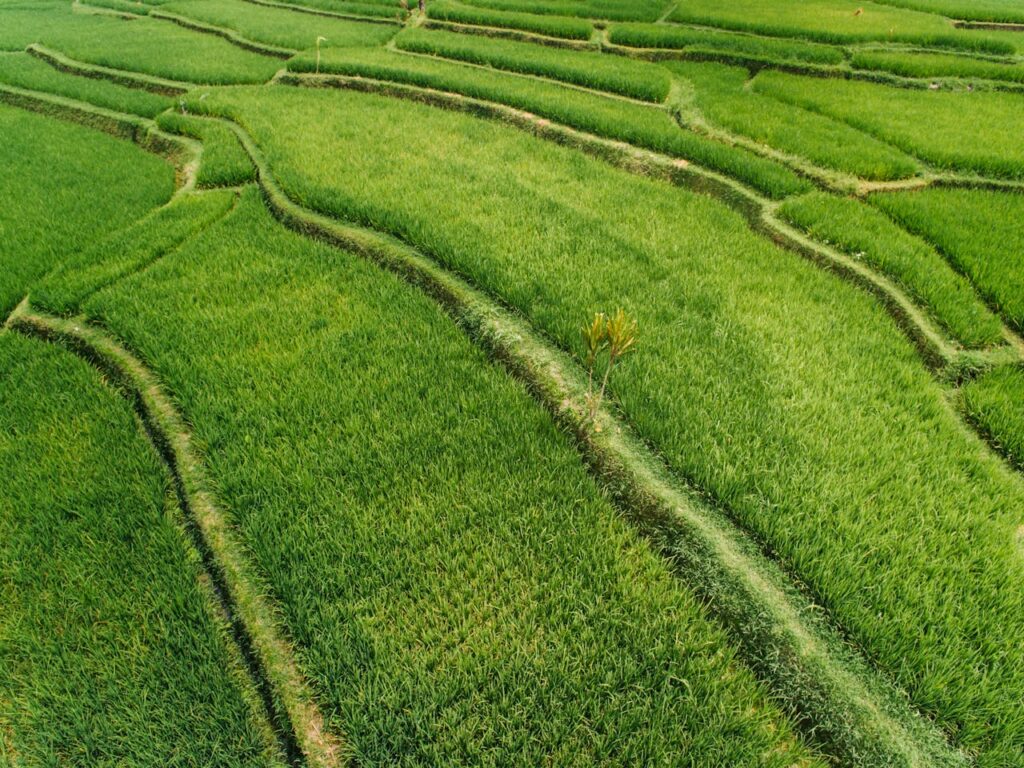 Aerial perspective of vibrant green rice fields with intricate patterns and terraced landscape.